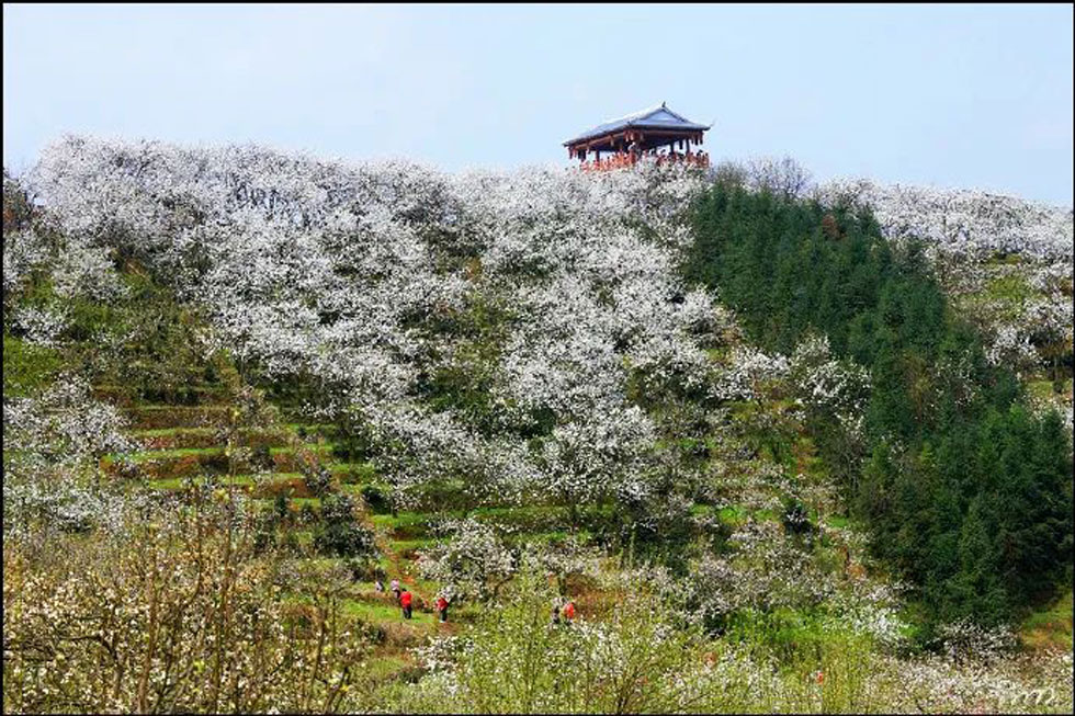 【春天，广西桂林灌阳县向您发出邀请！】我们在灌阳看梨花 - 游山玩水 - 绥化生活社区 - 绥化28生活网 suihua.28life.com