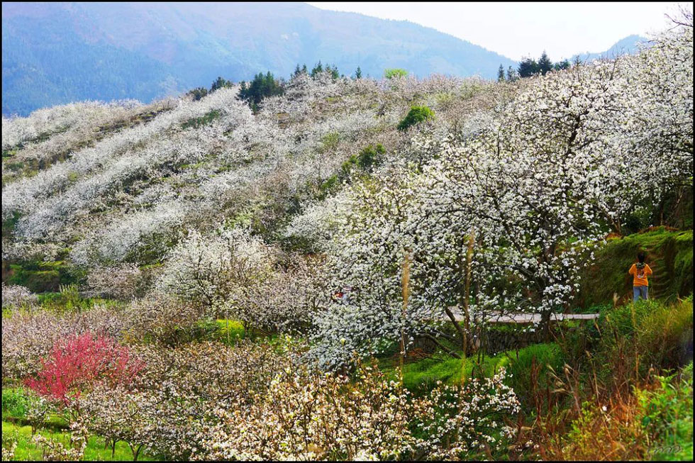 【春天，广西桂林灌阳县向您发出邀请！】我们在灌阳看梨花 - 游山玩水 - 绥化生活社区 - 绥化28生活网 suihua.28life.com