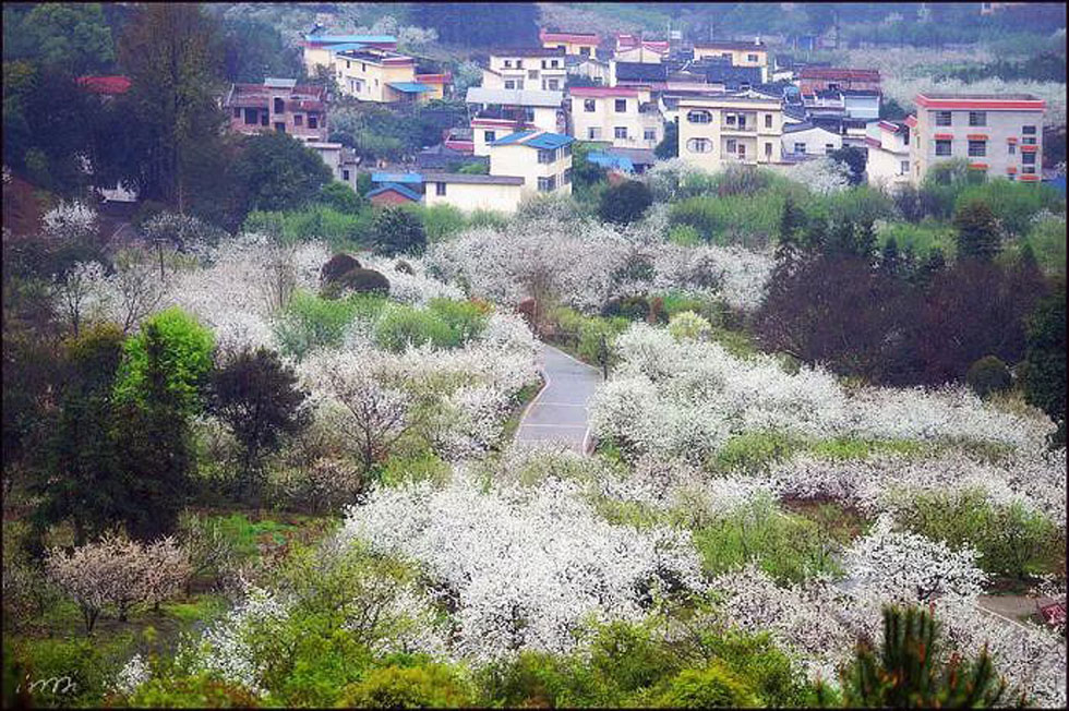 【春天，广西桂林灌阳县向您发出邀请！】我们在灌阳看梨花 - 游山玩水 - 绥化生活社区 - 绥化28生活网 suihua.28life.com