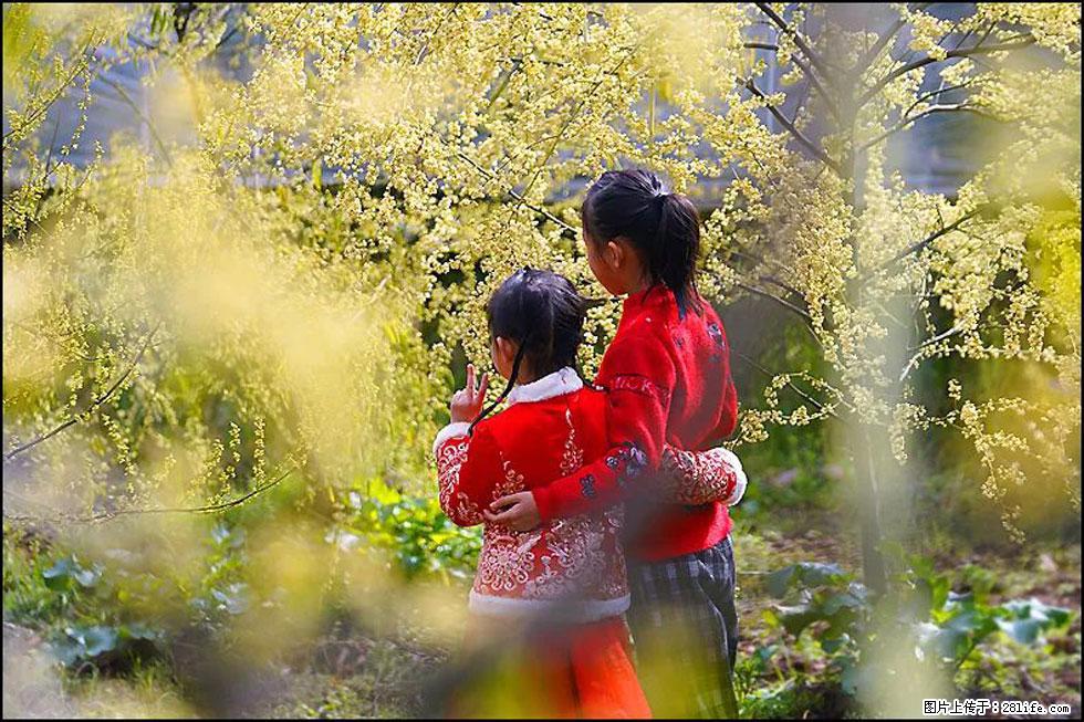 【春天,广西桂林灌阳县向您发出邀请!】米珠山前有片山苍子花在飘香 - 游山玩水 - 绥化生活社区 - 绥化28生活网 suihua.28life.com