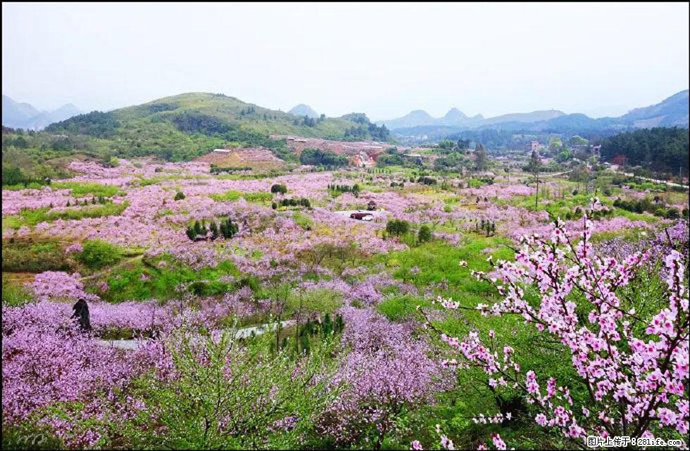 【春天，广西桂林灌阳县向您发出邀请！】官庄村有个醉美的桃花园 - 游山玩水 - 绥化生活社区 - 绥化28生活网 suihua.28life.com
