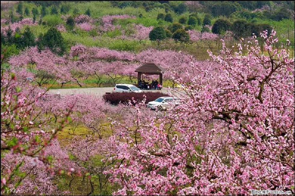【春天，广西桂林灌阳县向您发出邀请！】官庄村有个醉美的桃花园 - 游山玩水 - 绥化生活社区 - 绥化28生活网 suihua.28life.com