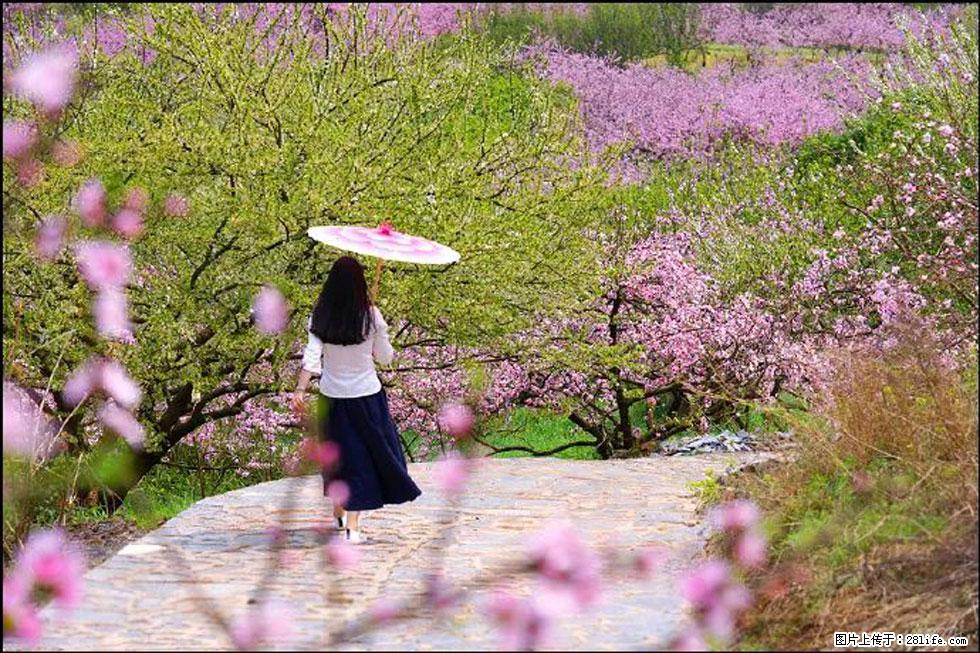 【春天，广西桂林灌阳县向您发出邀请！】官庄村有个醉美的桃花园 - 游山玩水 - 绥化生活社区 - 绥化28生活网 suihua.28life.com
