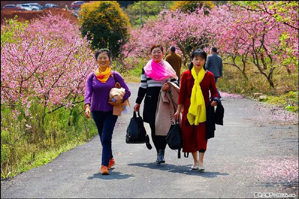【春天，广西桂林灌阳县向您发出邀请！】官庄村有个醉美的桃花园 - 游山玩水 - 绥化生活社区 - 绥化28生活网 suihua.28life.com