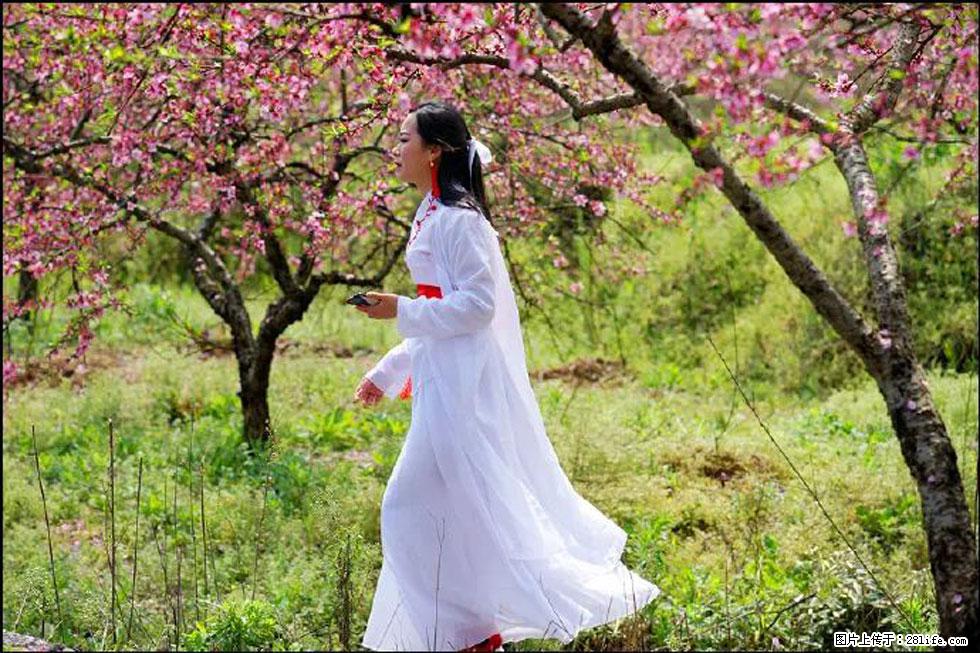 【春天，广西桂林灌阳县向您发出邀请！】官庄村有个醉美的桃花园 - 游山玩水 - 绥化生活社区 - 绥化28生活网 suihua.28life.com