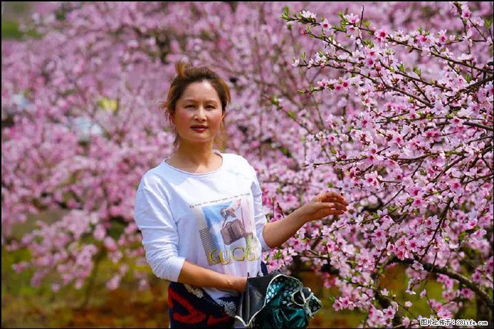 【春天，广西桂林灌阳县向您发出邀请！】官庄村有个醉美的桃花园 - 游山玩水 - 绥化生活社区 - 绥化28生活网 suihua.28life.com