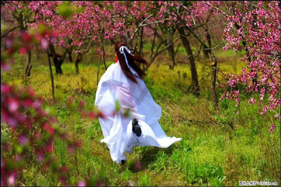 【春天，广西桂林灌阳县向您发出邀请！】官庄村有个醉美的桃花园 - 游山玩水 - 绥化生活社区 - 绥化28生活网 suihua.28life.com