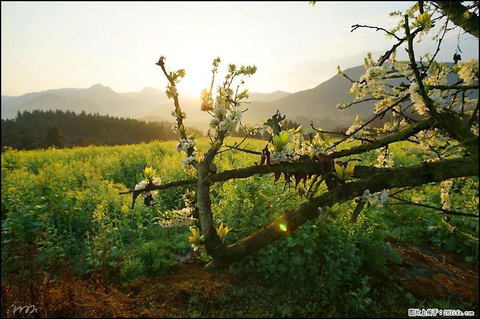 【春天，广西桂林灌阳县向您发出邀请！】长坪村油菜盛情花开 - 游山玩水 - 绥化生活社区 - 绥化28生活网 suihua.28life.com