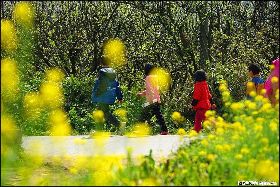 【春天，广西桂林灌阳县向您发出邀请！】长坪村油菜盛情花开 - 游山玩水 - 绥化生活社区 - 绥化28生活网 suihua.28life.com