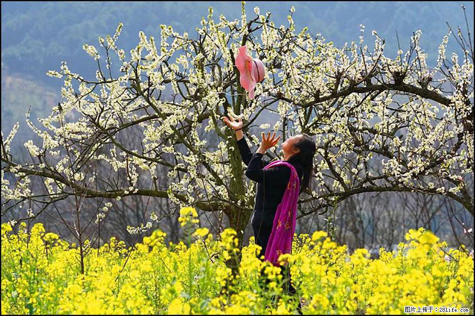 【春天，广西桂林灌阳县向您发出邀请！】长坪村油菜盛情花开 - 游山玩水 - 绥化生活社区 - 绥化28生活网 suihua.28life.com