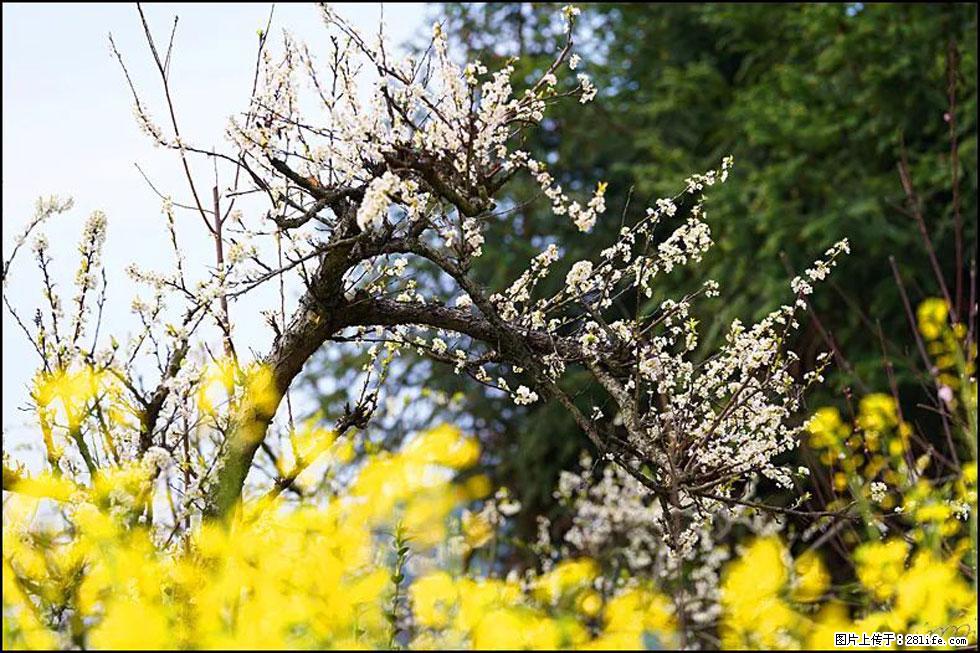 【春天，广西桂林灌阳县向您发出邀请！】长坪村油菜盛情花开 - 游山玩水 - 绥化生活社区 - 绥化28生活网 suihua.28life.com