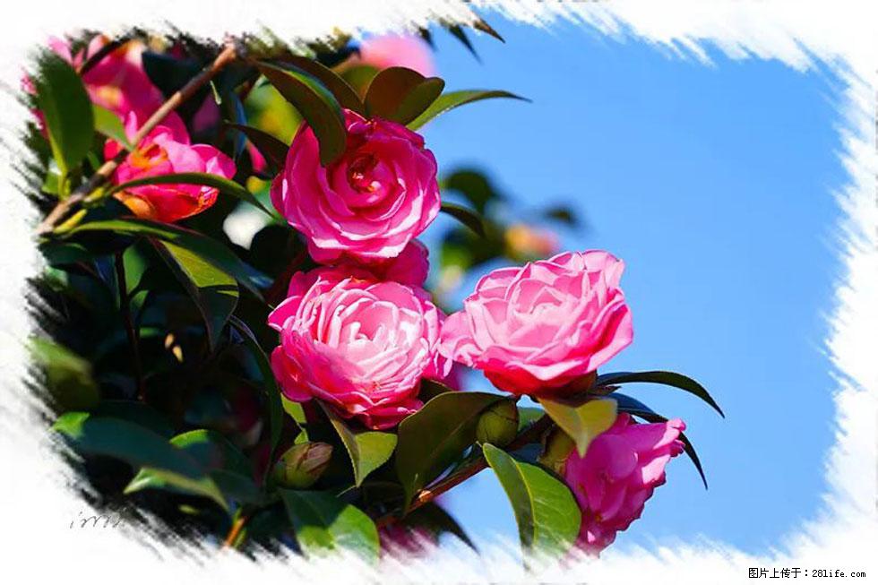 【春天,广西桂林灌阳县向您发出邀请!】杨柳井茶花惹人爱 - 游山玩水 - 绥化生活社区 - 绥化28生活网 suihua.28life.com