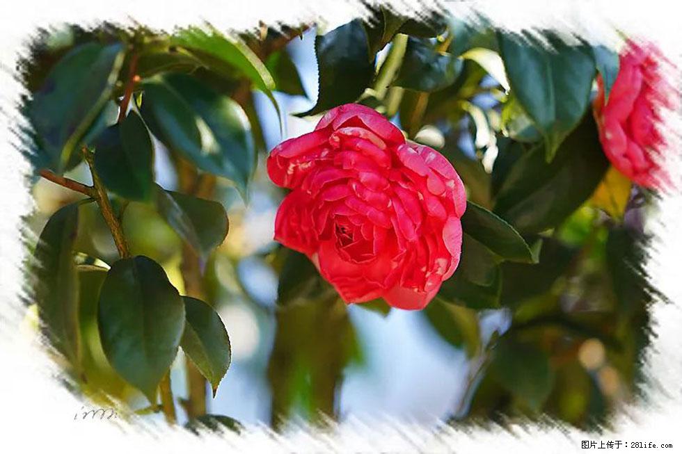 【春天,广西桂林灌阳县向您发出邀请!】杨柳井茶花惹人爱 - 游山玩水 - 绥化生活社区 - 绥化28生活网 suihua.28life.com