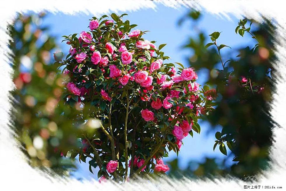 【春天,广西桂林灌阳县向您发出邀请!】杨柳井茶花惹人爱 - 游山玩水 - 绥化生活社区 - 绥化28生活网 suihua.28life.com
