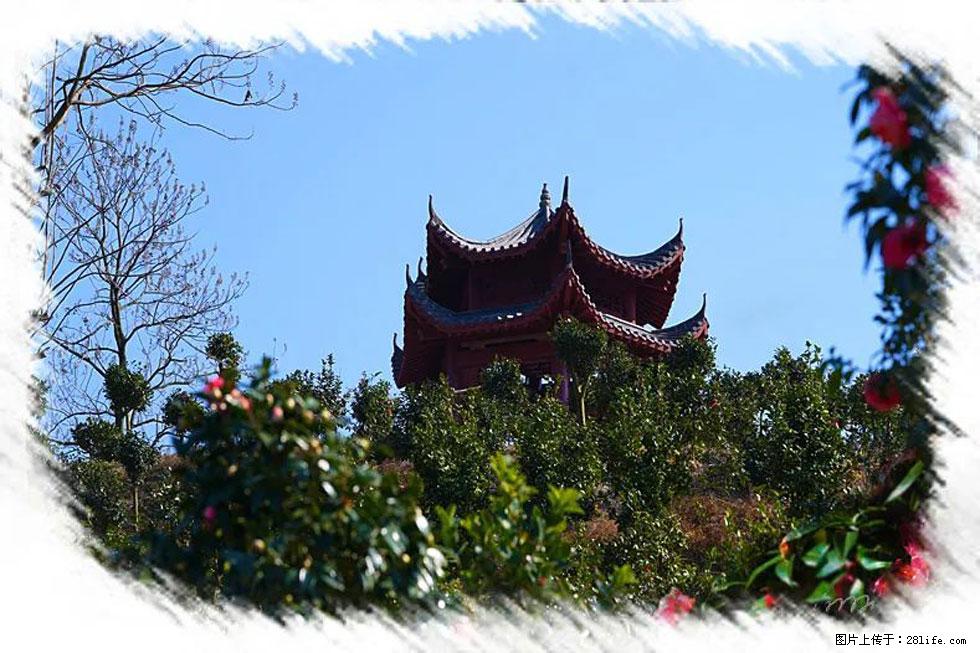 【春天,广西桂林灌阳县向您发出邀请!】杨柳井茶花惹人爱 - 游山玩水 - 绥化生活社区 - 绥化28生活网 suihua.28life.com