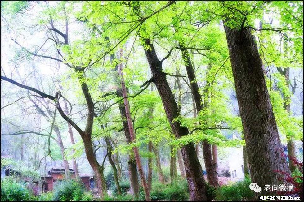 【春天,广西桂林灌阳县向您发出邀请!】在小龙村与春天约会 - 游山玩水 - 绥化生活社区 - 绥化28生活网 suihua.28life.com