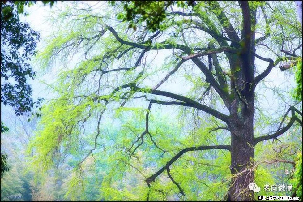 【春天,广西桂林灌阳县向您发出邀请!】在小龙村与春天约会 - 游山玩水 - 绥化生活社区 - 绥化28生活网 suihua.28life.com