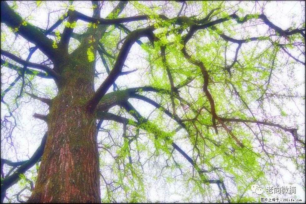 【春天,广西桂林灌阳县向您发出邀请!】在小龙村与春天约会 - 游山玩水 - 绥化生活社区 - 绥化28生活网 suihua.28life.com