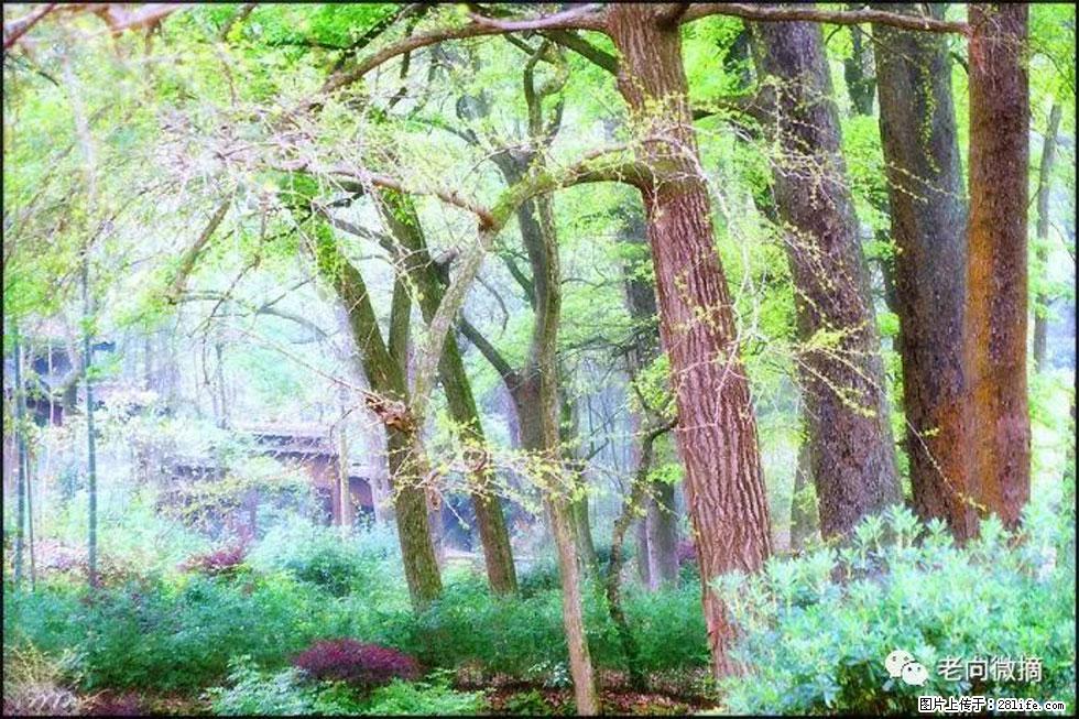 【春天,广西桂林灌阳县向您发出邀请!】在小龙村与春天约会 - 游山玩水 - 绥化生活社区 - 绥化28生活网 suihua.28life.com