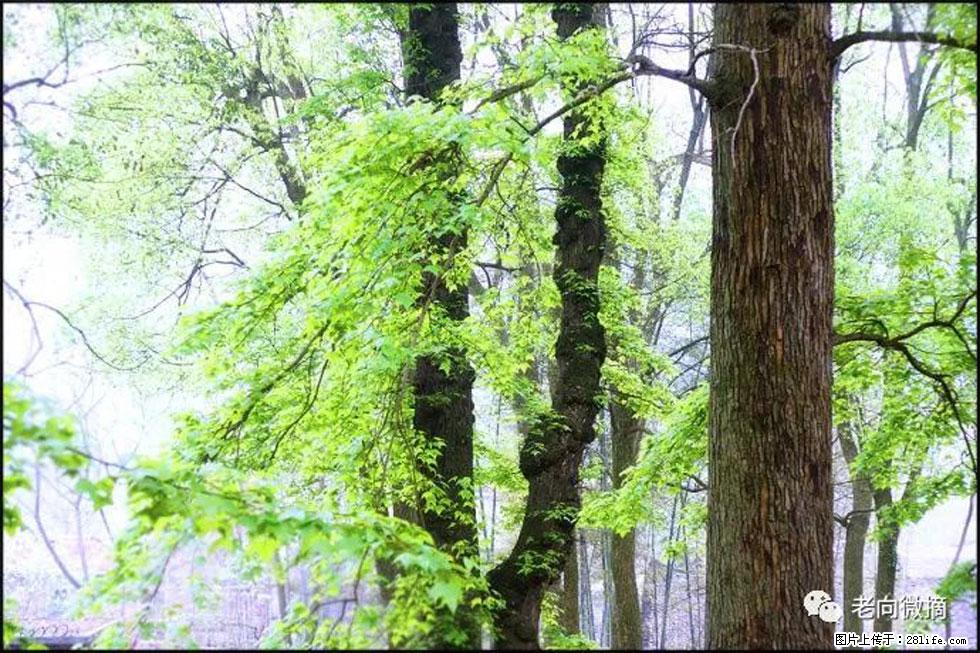 【春天,广西桂林灌阳县向您发出邀请!】在小龙村与春天约会 - 游山玩水 - 绥化生活社区 - 绥化28生活网 suihua.28life.com