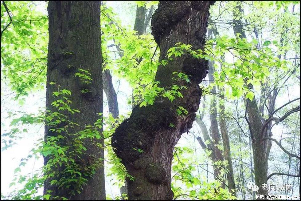 【春天,广西桂林灌阳县向您发出邀请!】在小龙村与春天约会 - 游山玩水 - 绥化生活社区 - 绥化28生活网 suihua.28life.com