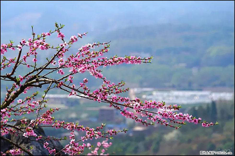 【春天，广西桂林灌阳县向您发出邀请！】望月岭上桃花开 - 游山玩水 - 绥化生活社区 - 绥化28生活网 suihua.28life.com