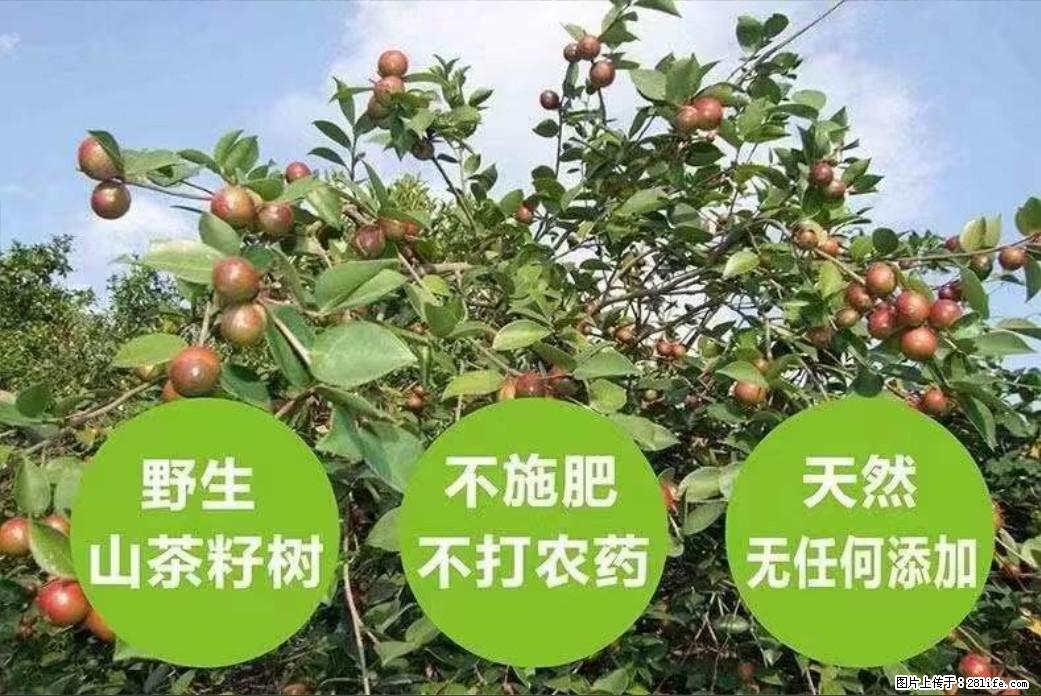 【灌阳县油茶产业示范区】一个有着充实的精神生活的人,对待身外之物自会有一种淡泊的态度 - 土特产 - 饮食特产 - 绥化分类信息 - 绥化28生活网 suihua.28life.com