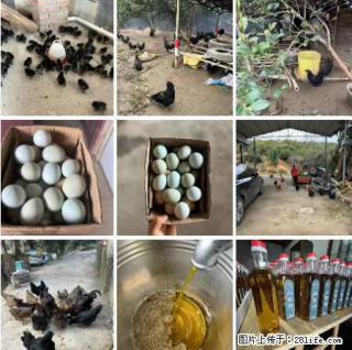 油茶园从小鸡仔开始养起的纯土鸡、土鸡蛋可以预定啦!还有前几天刚榨的纯山茶油哦 - 绥化28生活网 suihua.28life.com