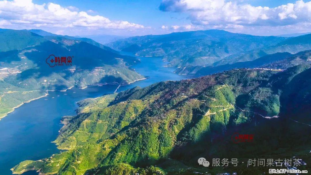 时间果百年古树龙珠普洱生茶 - 购物交流 - 绥化生活社区 - 绥化28生活网 suihua.28life.com