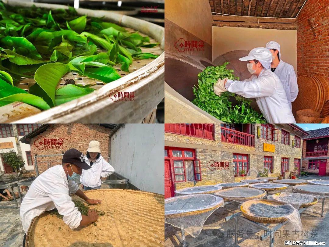 时间果百年古树龙珠普洱生茶 - 购物交流 - 绥化生活社区 - 绥化28生活网 suihua.28life.com