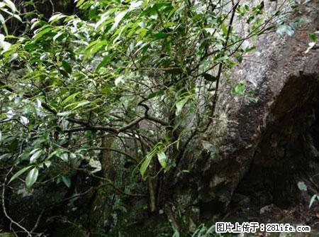 平乐石崖茶,珍贵仅次于金花茶 - 绥化生活资讯 - 绥化28生活网 suihua.28life.com