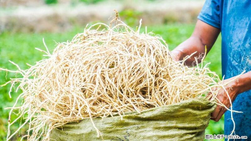 堪称“最难吃”的蔬菜，却是 “抗辐射神器”，还能护肺、清热、止咳化痰！ - 绥化生活资讯 - 绥化28生活网 suihua.28life.com