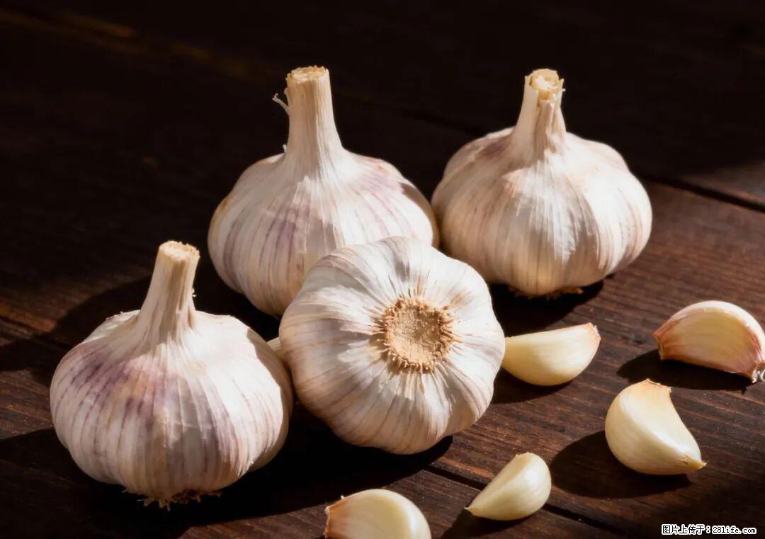 关于大蒜，除了“天然抗生素”，这4个谣言更该警惕! - 绥化生活资讯 - 绥化28生活网 suihua.28life.com