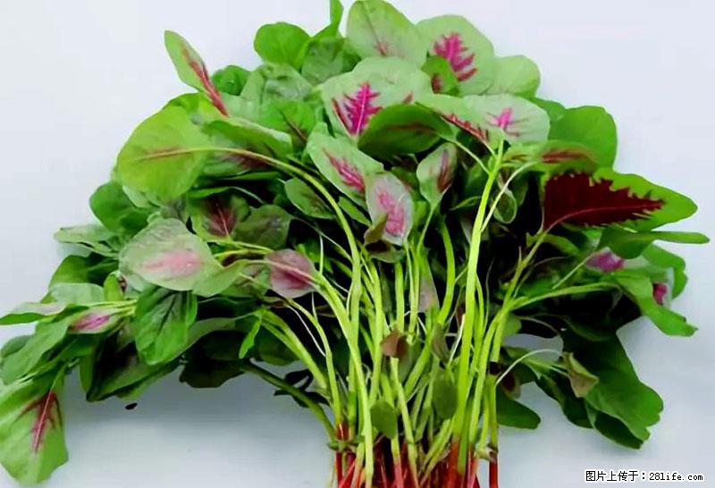 这些蔬菜是“天然钙片”，这6种被医生重点推荐 - 绥化生活资讯 - 绥化28生活网 suihua.28life.com