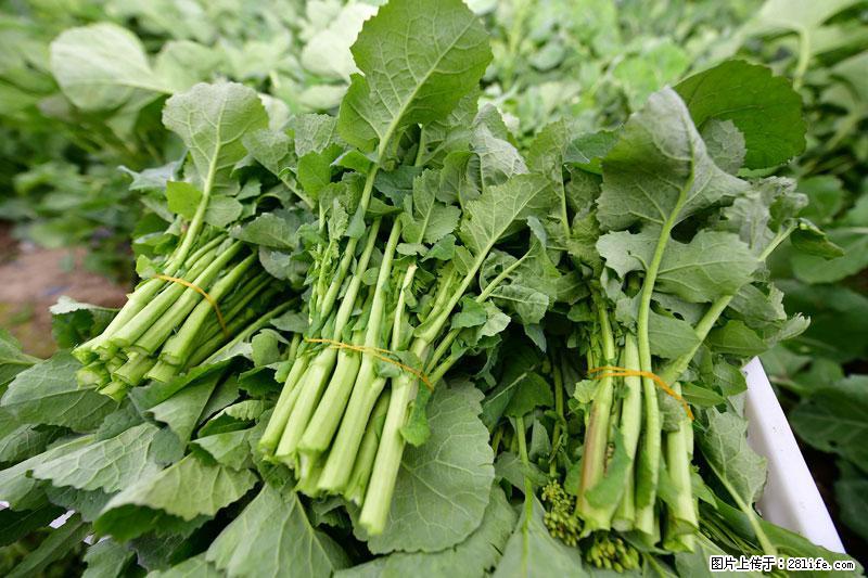 这些蔬菜是“天然钙片”，这6种被医生重点推荐 - 绥化生活资讯 - 绥化28生活网 suihua.28life.com